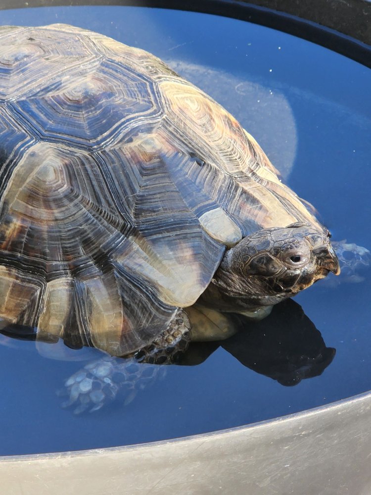 Shedskin Reptiles - reptile breeding in Tracy, CA