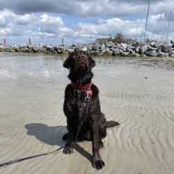 Hundestrand Niendorf