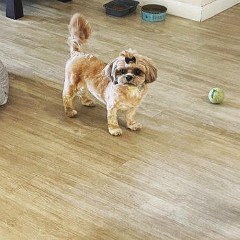 Bay Area Paw Spa - Pet Groomers Near Me