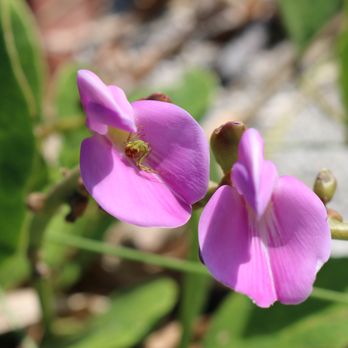 Tween Waters - beach flowers - Resorts Near Me - Captiva, Florida