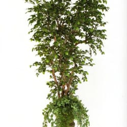Artificial Bloom and Home Decor - Camelia Tree
