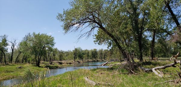 Inglewood Bird Sanctuary by null