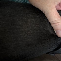 happy grooming