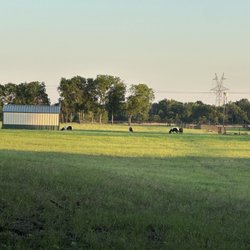 Wylie Community Park - Neighboring animals