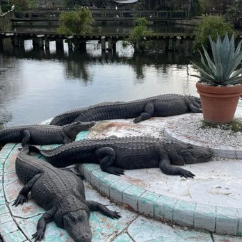 Gatorland - Zoos Near Me - Orlando, Florida Gatorland - Zoos Near Me - Orlando, Florida