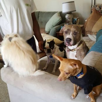A Pet's Delight - Pet Sitting Near Me A Pet's Delight - Pet Sitting Near Me