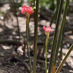 National Tropical Botanical Garden - Floral