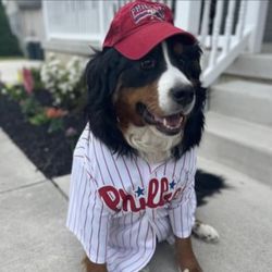 Salty Paws - Phillies fan!