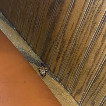 Wet Willie's - Bug in booth - Lounges Near Me - Myrtle Beach, South Carolina