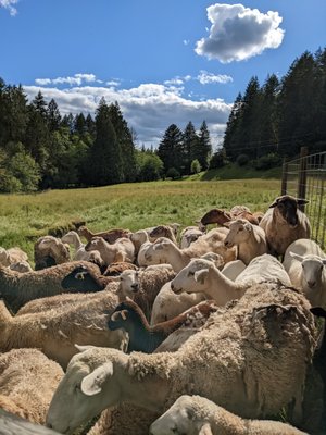 Leaping Lamb Farm by null