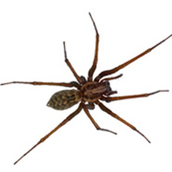 EcoCare Pest Control - EcoCare Pest Solutions Portland OR - Spider Removal - Pest Control Near Me - Portland, Oregon EcoCare Pest Control - EcoCare Pest Solutions Portland OR - Spider Removal - Pest Control Near Me - Portland, Oregon