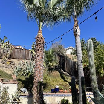 Better Tree Care - Rodolfo's great work!!! - Tree Services Near Me