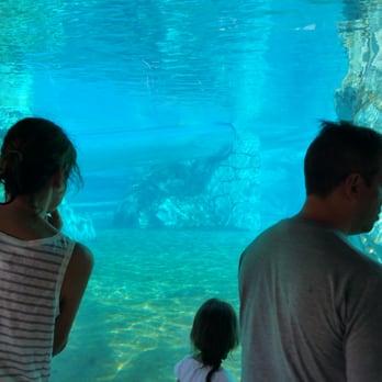 Aquatica Orlando - Didnt catch the Hourglass Dolphins who resemble Killer Whales... - Water Parks Near Me - Orlando, Florida