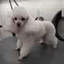 Photo of Top Dog Mobile Grooming