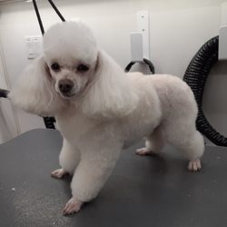Top Dog Mobile Grooming