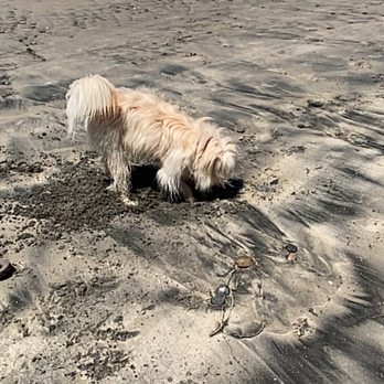 Del Mar North Beach - Gidget digging. - Beaches Near Me - Del Mar, California