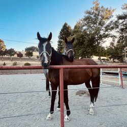 Rocking Z Stables