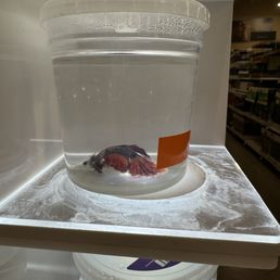 It's not humane and tough. Poor fish are sitting in small cups. Many of them are just lying at the bottom. It's not humane and tough. Poor fish are sitting in small cups. Many of them are just lying at the bottom.