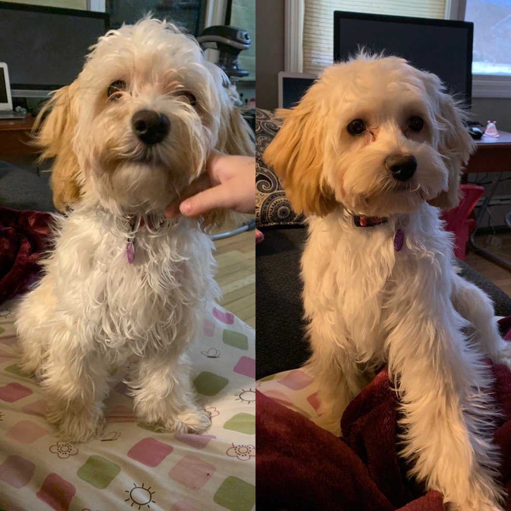 SIT PRETTY GROOMING SALON 17 Photos Pet Groomers 4 Carmichael St, Essex, VT Phone Number