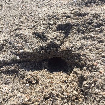 Cayo Costa State Park - Fairly large crab digging a hole - Beaches Near Me - Cayo Costa, Florida