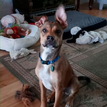 Sofia's Dog Training - my dog skipper - Pet Training Near Me Sofia's Dog Training - my dog skipper - Pet Training Near Me