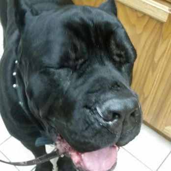 The Spa For Dogs - Ox the Wonder Dog! - Pet Groomers Near Me - Northbrook, Illinois