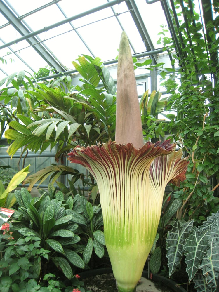 Blüte Der Titanenwurz