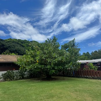 DS Yard Maintenance - before - Lawn Services Near Me - Waimanalo, Hawaii DS Yard Maintenance - before - Lawn Services Near Me - Waimanalo, Hawaii