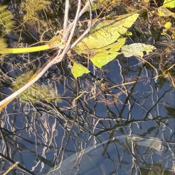 Anhinga Trail - Fish! - Hiking Near Me - Homestead, Florida Anhinga Trail - Fish! - Hiking Near Me - Homestead, Florida