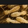 Photo of Ashley Pest Control