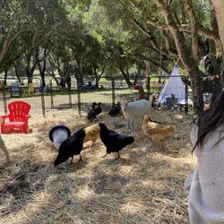 Bluebird Farm - Little critters