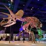 Houston Museum of Natural Science