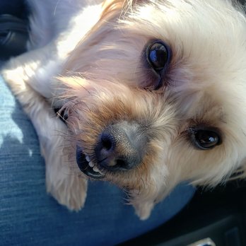Pono's Pooch Spa - Lyric - Pet Groomers Near Me - Hawthorne, California
