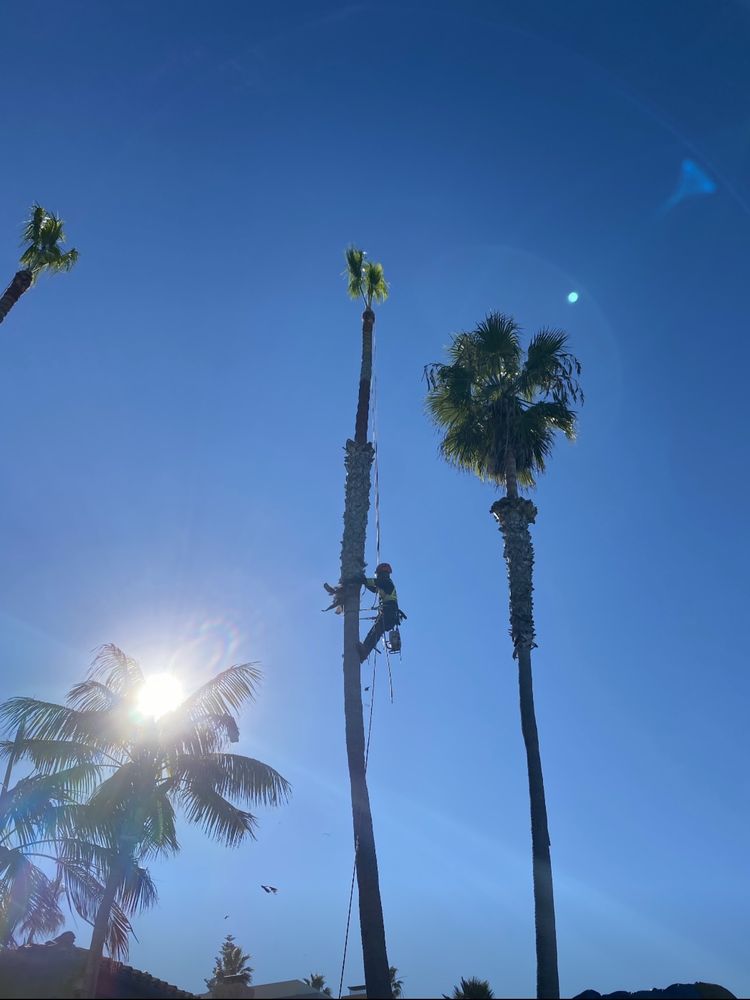 South California Arborists - tree service in Escondido, CA
