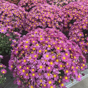 The Home Depot - Mums - Hardware Stores Near Me - Suwanee, Georgia The Home Depot - Mums - Hardware Stores Near Me - Suwanee, Georgia