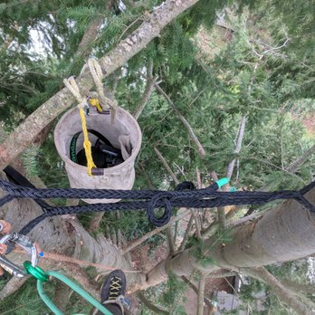 Conservation Tree Care - Tree Services Near Me - Seattle, Washington Conservation Tree Care - Tree Services Near Me - Seattle, Washington