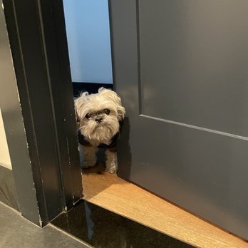 Lanie's Loving Pet Care - Shih Tzu. - Pet Sitting Near Me - Santa Rosa, California Lanie's Loving Pet Care - Shih Tzu. - Pet Sitting Near Me - Santa Rosa, California