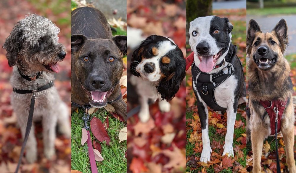 Animal House PNW - pet boarding facility in Portland, OR