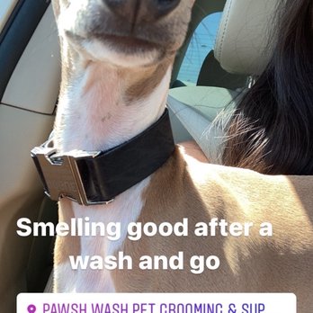Pawsh Wash - Pet Groomers Near Me - Huntington Beach, California Pawsh Wash - Pet Groomers Near Me - Huntington Beach, California