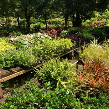 MAUI GREEN Nursery - Nurseries & Gardening Near Me - Wailuku, Hawaii MAUI GREEN Nursery - Nurseries & Gardening Near Me - Wailuku, Hawaii