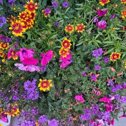 Even In the End Liquors - Keeping Fairplay beautiful - these flowers by the door make it easy to smile