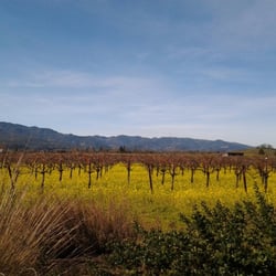 Stacy's Wine Tours - January the mustard is in full bloom at Frog's Leap Winery.