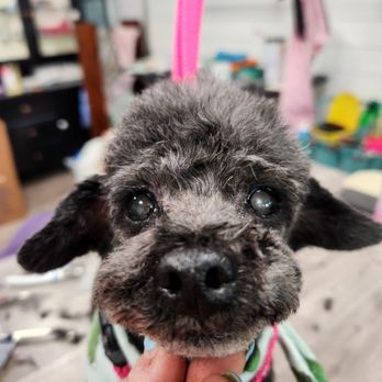 Happy Hounds - Pet Groomers Near Me - Etowah, Tennessee Happy Hounds - Pet Groomers Near Me - Etowah, Tennessee