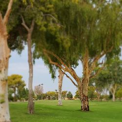 Sunland Village Golf Club