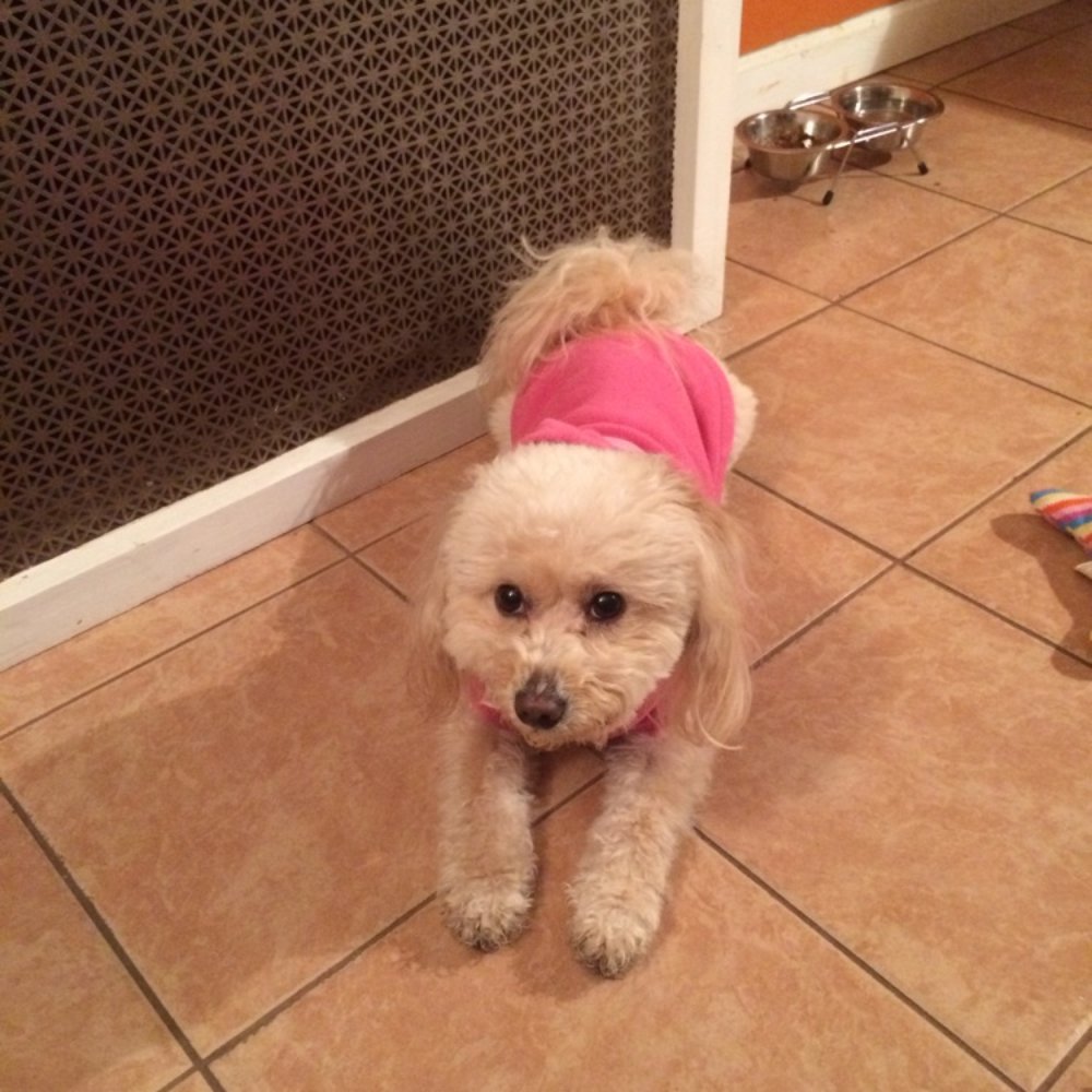 The Bark Shoppe - Paris loves pawprints - Pet Groomers Near Me - New York, New York The Bark Shoppe - Paris loves pawprints - Pet Groomers Near Me - New York, New York