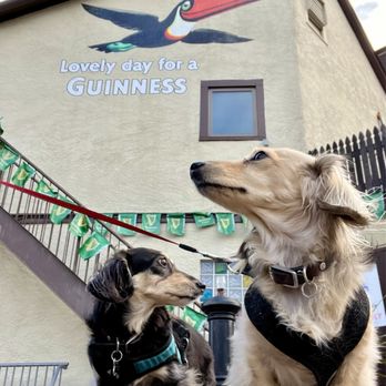 Tierney's Tavern - Therapy dogs - Irish Near Me - Montclair, New Jersey Tierney's Tavern - Therapy dogs - Irish Near Me - Montclair, New Jersey