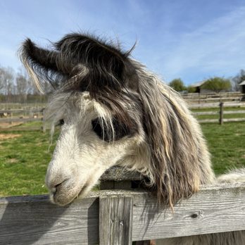 Divine Llama Vineyard - Llama - Wineries Near Me - East Bend, North Carolina Divine Llama Vineyard - Llama - Wineries Near Me - East Bend, North Carolina