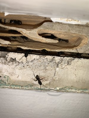 Ant Control - Ants can become a big problem come spring and summer time. If they get left untreated, you could end up with nest in your home and may end up dealing with them through the winter time as well. If you are seeing any signs of ants in or around your home or business, have one of our technicians come out and get you taken care of! We provide 6 Month Guarantees when treating the interior and exterior, 3 Month guarantee for one or the other. Give us a call at 734-307-8536 to get on the schedule! Ant Control - Ants can become a big problem come spring and summer time. If they get left untreated, you could end up with nest in your home and may end up dealing with them through the winter time as well. If you are seeing any signs of ants in or around your home or business, have one of our technicians come out and get you taken care of! We provide 6 Month Guarantees when treating the interior and exterior, 3 Month guarantee for one or the other. Give us a call at 734-307-8536 to get on the schedule!