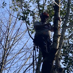 Northern Lights Landscaping and Tree - Talent and Skill Climbing High to Get it Done