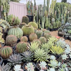 7 Day Nursery - Cactus